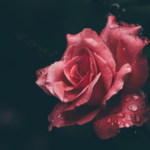 Photo of Una rosa me enseñó una lección